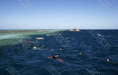 snorkeling at the great barrier reef