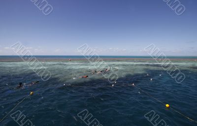 snorkeling at the great barrier reef