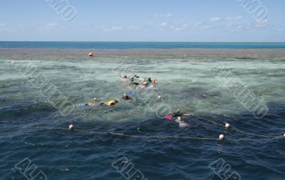 snorkeling at the great barrier reef