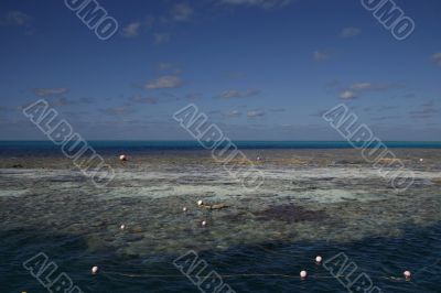 snorkeling at the great barrier reef