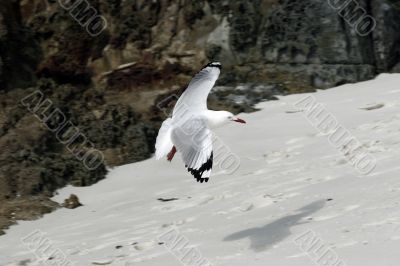 seagull in flight