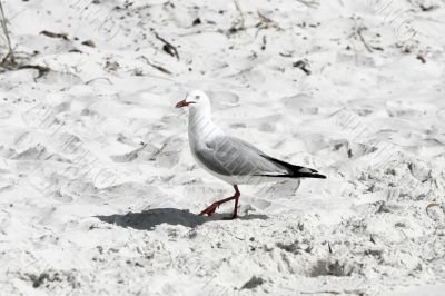 seagull in flight