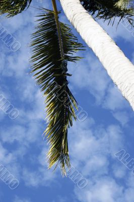 palm trees against blue sky