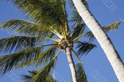 palm trees against blue sky