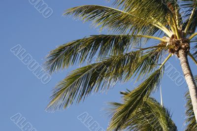 palm trees against blue sky