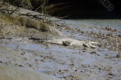 salt water crocodile