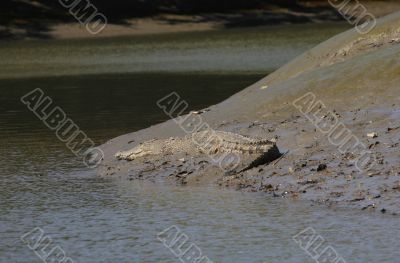 salt water crocodile