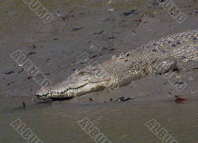 salt water crocodile