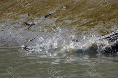 salt water crocodile