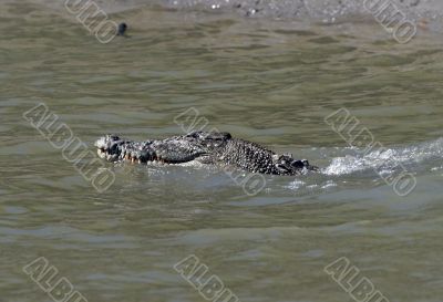 salt water crocodile