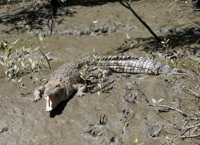 salt water crocodile