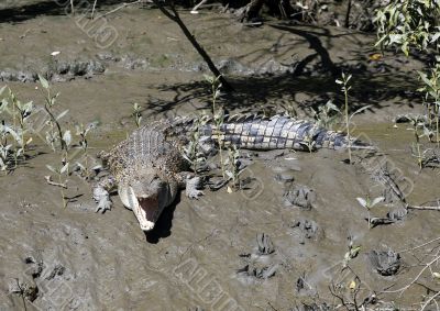 salt water crocodile