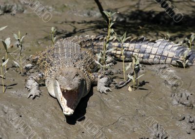 salt water crocodile