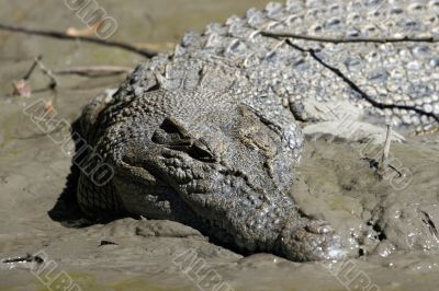 salt water crocodile