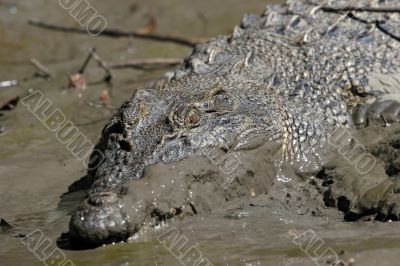 salt water crocodile