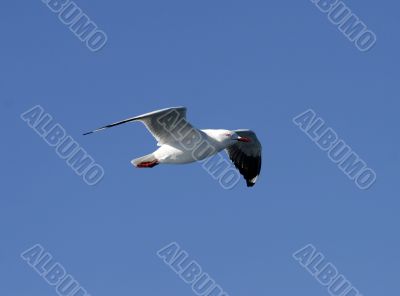 seagull in flight