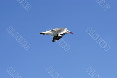 seagull in flight