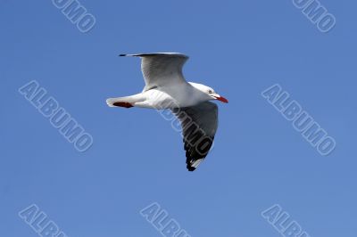 seagull in flight