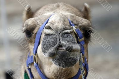 camel