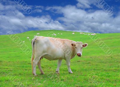 Green field - Landscape green grass and cow