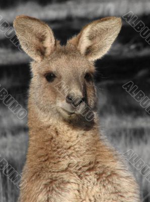 Kangaroo