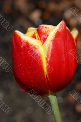 tulip