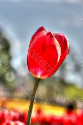 tulip