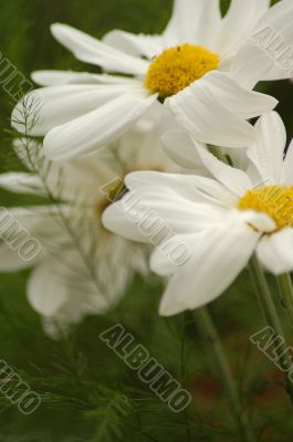 Blooming White Daisy Flower