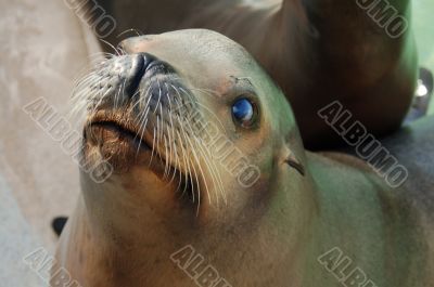 Sea Lion Staring