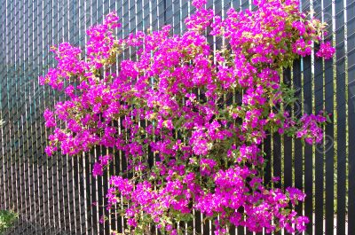 Blooming Bougainvillea