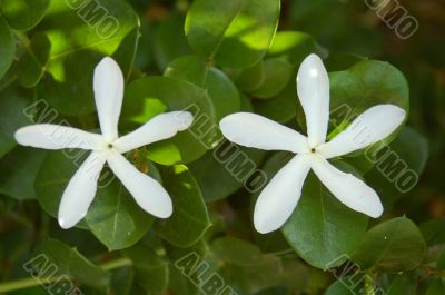 Couple of White Flowers