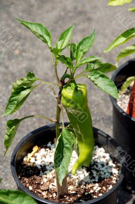 Sweet Pepper Plant