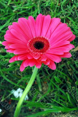 Pink Flower