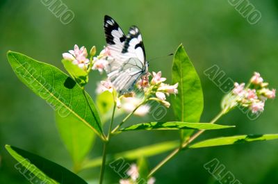 Butterfly collecting nectar