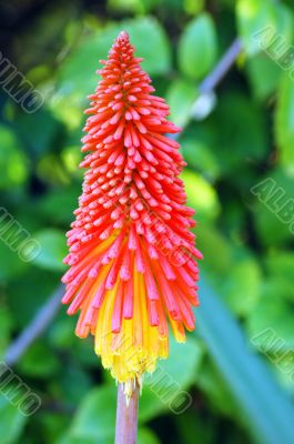 Kniphofia northiae Flower