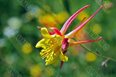 Aquilegia chrysantha Flower