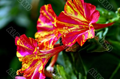 Red and yellow bellflowers