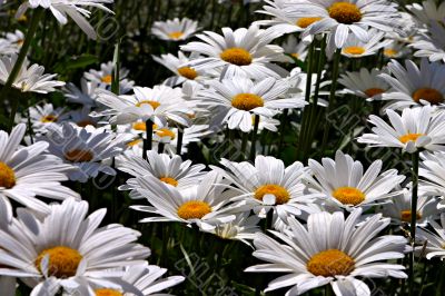 White daisies