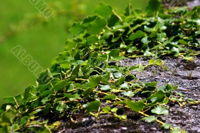 Green creeping ivy