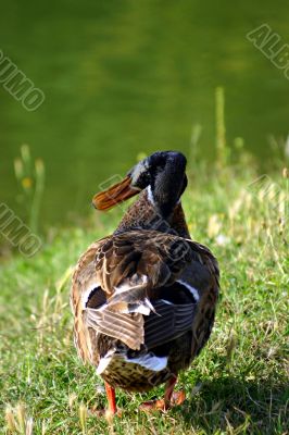 Walking mallard