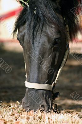 Horse eating grass