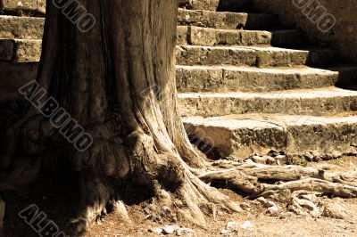 Tree and flight of steps