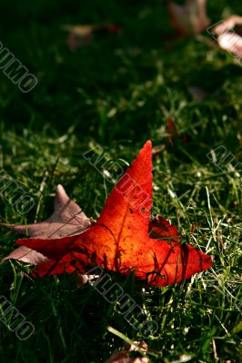 Red leaf