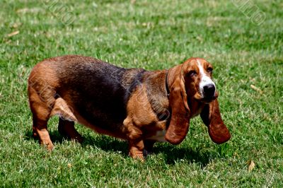 Dachshund on the grass