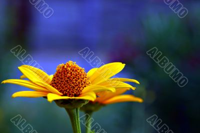 Yellow flower closeup