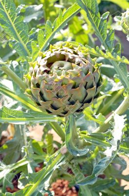 Growing Artichoke