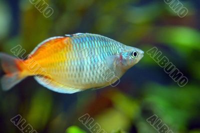 Orange Fish in Aquarium