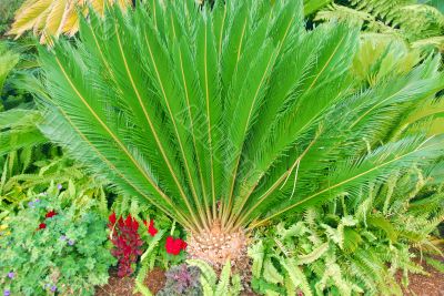 Cycad Palm plant