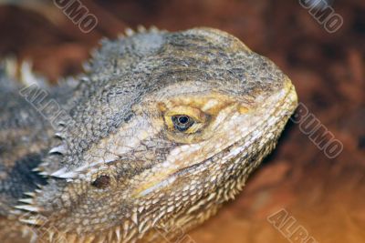 desert spiny lizard