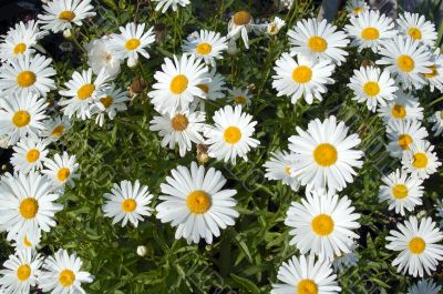 White Daisy Flowers